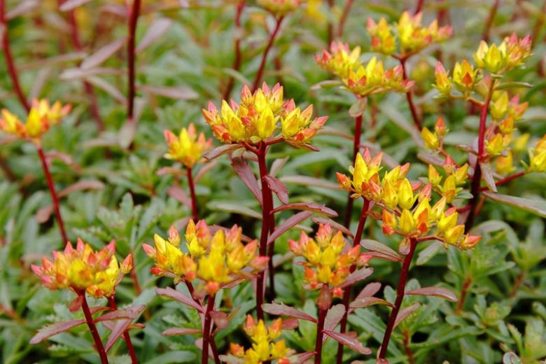 Sedum kamtschaticum var. floriferum 'Weihenstephaner Gold, Orange Stonecrop 'Weihenstephaner Gold', 'Weihenstephaner Gold' Orange Stonecrop, Russian Stonecrop 'Weihenstephaner Gold', 'Weihenstephaner Gold' Russian Stonecrop, Orange Sedum, Yellow Succulent