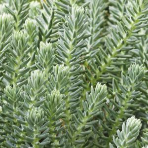 Sedum reflexum, Blue Spruce Stonecrop, Blue Sedum, Blue Succulent