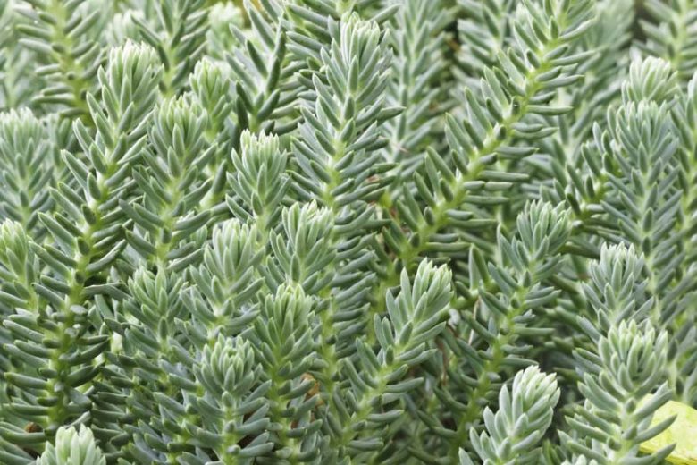 Sedum reflexum, Blue Spruce Stonecrop, Blue Sedum, Blue Succulent
