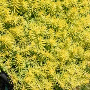 Sedum rupestre 'Angelina', Sedum album 'Angelina', Sedum 'Angelina', Golden Sedum, Yellow Sedum, Orange Sedum, Yellow Succulent, Angelina Stonecrop