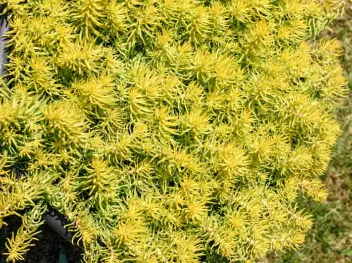 Sedum rupestre 'Angelina', Sedum album 'Angelina', Sedum 'Angelina', Golden Sedum, Yellow Sedum, Orange Sedum, Yellow Succulent, Angelina Stonecrop