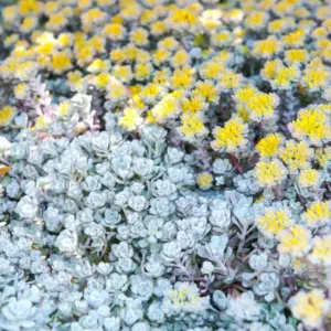 Sedum spathulifolium 'Cape Blanco', Stonecrop 'Cape Blanco', Spoon-Leaved Stonecrop 'Cape Blanco', Pacific Stonecrop, Broadleaf Stonecrop, White Sedum, Succulent