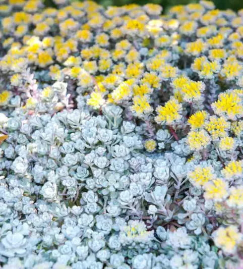 Sedum spathulifolium 'Cape Blanco', Stonecrop 'Cape Blanco', Spoon-Leaved Stonecrop 'Cape Blanco', Pacific Stonecrop, Broadleaf Stonecrop, White Sedum, Succulent