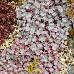 Sedum spathulifolium 'Purpureum', Stonecrop 'Purpureum', Spoon-Leaved Stonecrop 'Purpureum', Pacific Stonecrop, Broadleaf Stonecrop, Purple Sedum, Succulent