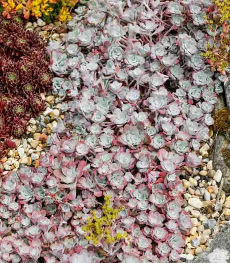 Sedum spathulifolium 'Purpureum', Stonecrop 'Purpureum', Spoon-Leaved Stonecrop 'Purpureum', Pacific Stonecrop, Broadleaf Stonecrop, Purple Sedum, Succulent