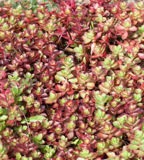 Sedum spurium ‘Dragon's Blood’, Stonecrop 'Dragon's Blood', Dragon's Blood Stonecrop, Red Sedum, Red Succulent