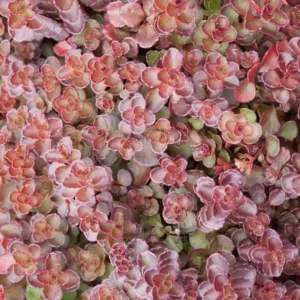 Sedum spurium ‘Voodoo’, Stonecrop 'Voodoo', Voodoo Stonecrop, Red Sedum, Red Succulent