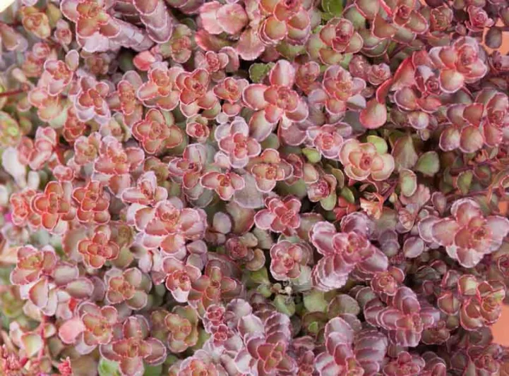 Sedum spurium ‘Voodoo’, Stonecrop 'Voodoo', Voodoo Stonecrop, Red Sedum, Red Succulent