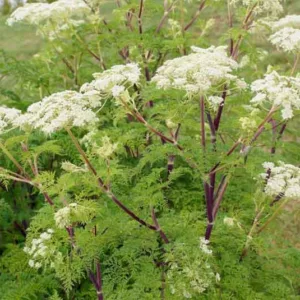 Selinum wallichianum, Milk Parsley, Selinum tenuifolium, Selinum wallichianum subsp. tenifolium, White Flowers, perennial plants, long-lasting flowers, drought tolerant perennials