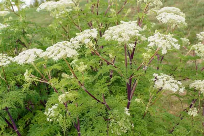 Selinum wallichianum, Milk Parsley, Selinum tenuifolium, Selinum wallichianum subsp. tenifolium, White Flowers, perennial plants, long-lasting flowers, drought tolerant perennials