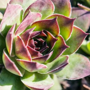 Sempervivum 'Carmen', Hens and Chicks 'Carmen', Houseleek 'Carmen', succulent, evergreen succulent, Red Succulent, drought tolerant perennial, drought tolerant plant