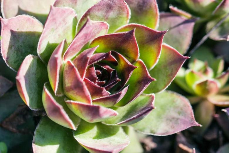 Sempervivum 'Carmen', Hens and Chicks 'Carmen', Houseleek 'Carmen', succulent, evergreen succulent, Red Succulent, drought tolerant perennial, drought tolerant plant