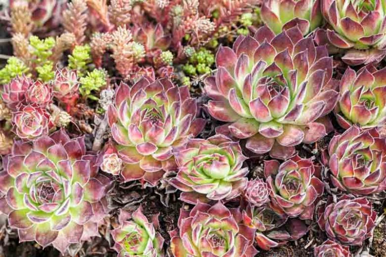 Sempervivum 'Hart 8', Hens and Chicks 'Hart 8', Houseleek 'Hart 8', succulent, evergreen succulent, Red Succulent, drought tolerant perennial, drought tolerant plant