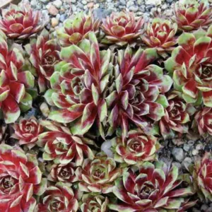 Sempervivum 'Kalinda, Hens and Chicks 'Kalinda', Houseleek 'Kalinda', succulent, evergreen succulent, Red Succulent, drought tolerant perennial, drought tolerant plant