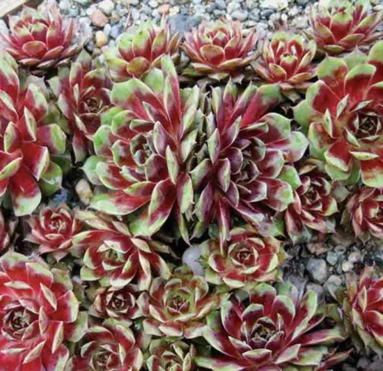 Sempervivum 'Kalinda, Hens and Chicks 'Kalinda', Houseleek 'Kalinda', succulent, evergreen succulent, Red Succulent, drought tolerant perennial, drought tolerant plant