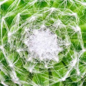 Sempervivum arachnoideum, Cobweb Hens and Chicks, Cobweb Houseleek  Cobweb Sedum, Sempervivum arachnoideum 'Cobweb', succulent, evergreen succulent, drought tolerant perennial, drought tolerant plant