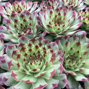 Sempervivum calcareum 'Mrs Giuseppi', Hens and Chicks 'Mrs Giuseppi', Houseleek 'Mrs Giuseppi', Sempervivum tectorum var. calcareum 'Mrs Giuseppi', Sempervivum 'Mrs Guiseppi', succulent, evergreen succulent, Red Succulent, drought tolerant perennial, drought tolerant plant
