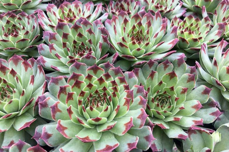 Sempervivum calcareum 'Mrs Giuseppi', Hens and Chicks 'Mrs Giuseppi', Houseleek 'Mrs Giuseppi', Sempervivum tectorum var. calcareum 'Mrs Giuseppi', Sempervivum 'Mrs Guiseppi', succulent, evergreen succulent, Red Succulent, drought tolerant perennial, drought tolerant plant