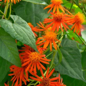 Senecio confusus, Mexican Flame Vine, Orange Glow Vine, Pseudogynoxys chenopodioides, Senecio berlandieri, Orange Flowers