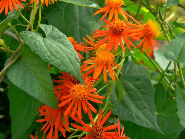 Senecio confusus, Mexican Flame Vine, Orange Glow Vine, Pseudogynoxys chenopodioides, Senecio berlandieri, Orange Flowers