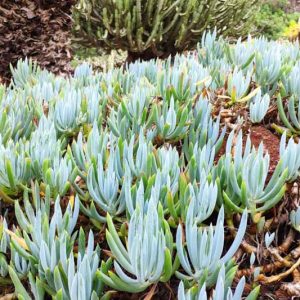 Senecio mandraliscae,  Blue Chalk Sticks, Blue Chalksticks, Blue Senecio, Kleinia mandraliscae, Senecio talinoides var. mandraliscae, Blue succulent, Blue groundcover, Groundcover succulent