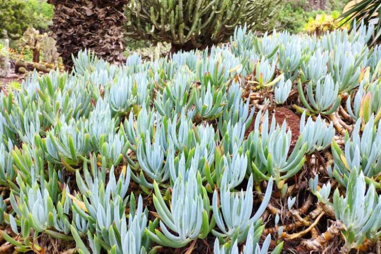 Senecio mandraliscae,  Blue Chalk Sticks, Blue Chalksticks, Blue Senecio, Kleinia mandraliscae, Senecio talinoides var. mandraliscae, Blue succulent, Blue groundcover, Groundcover succulent