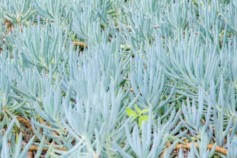 Senecio serpens, Blue Chalk Stick, Blue Chalksticks, Kleinia radicans, Senecio repens, Kleinia repens, Blue succulent, Blue groundcover, Groundcover succulent