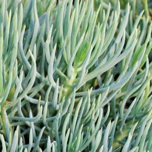 Senecio vitalis,Narrow-Leaf Chalksticks, Blue Chalk Fingers, Senecio talinoides subs. cylindricus, Senecio cylindricus, Kleinia cylindrica, Blue succulent, Blue groundcover, Groundcover succulent