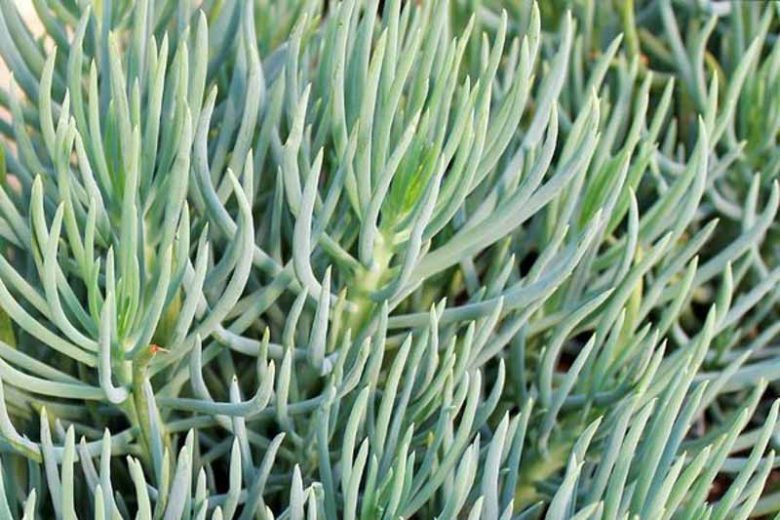 Senecio vitalis,Narrow-Leaf Chalksticks, Blue Chalk Fingers, Senecio talinoides subs. cylindricus, Senecio cylindricus, Kleinia cylindrica, Blue succulent, Blue groundcover, Groundcover succulent