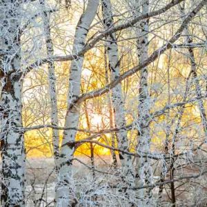 Winter Garden, Early Spring Garden, Exfoliating Bark, Pealing Bark, Acer, Japanese Maple, Betula, Birch, Prunus, Cherry Tree