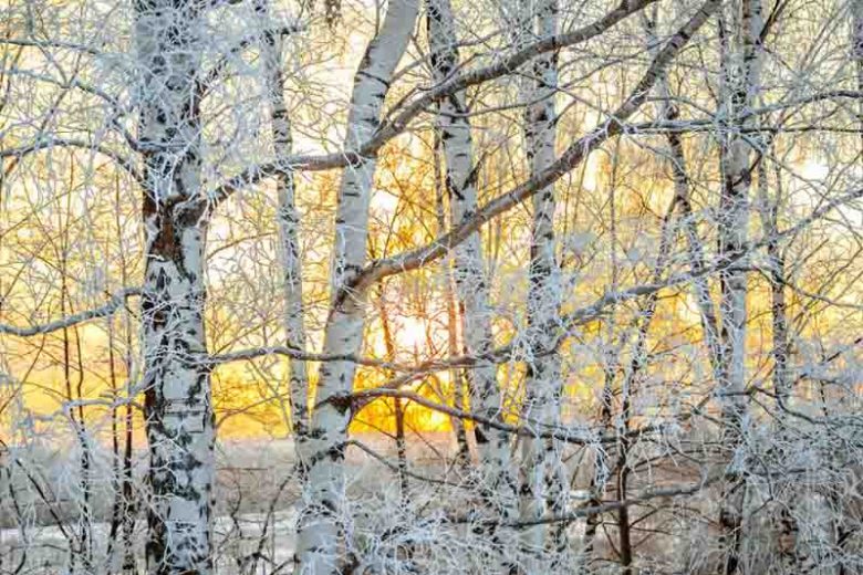 Winter Garden, Early Spring Garden, Exfoliating Bark, Pealing Bark, Acer, Japanese Maple, Betula, Birch, Prunus, Cherry Tree