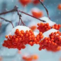 Winter Garden, Early Spring Garden, Shrubs with berries, evergreen shrubs, Red berries, Purple Berries, Golden Berries, Winter Berrries
