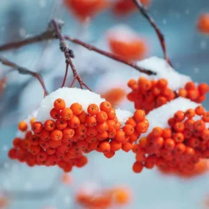 Winter Garden, Early Spring Garden, Shrubs with berries, evergreen shrubs, Red berries, Purple Berries, Golden Berries, Winter Berrries