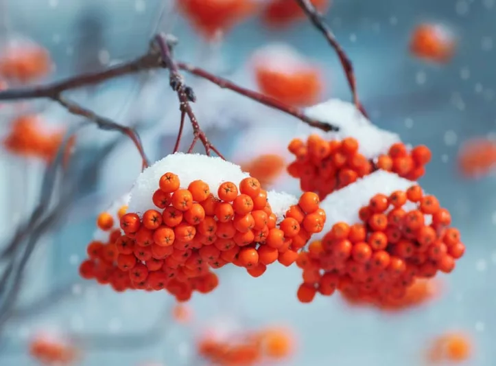 Winter Garden, Early Spring Garden, Shrubs with berries, evergreen shrubs, Red berries, Purple Berries, Golden Berries, Winter Berrries