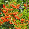 Winter Garden, Fall Garden, Early Spring Garden, Shrubs with berries, evergreen shrubs, Orange Berries, Orange Fruit, Pyracantha, Firethorn,