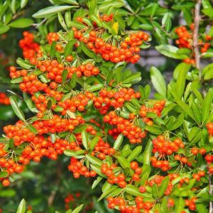 Winter Garden, Fall Garden, Early Spring Garden, Shrubs with berries, evergreen shrubs, Orange Berries, Orange Fruit, Pyracantha, Firethorn,