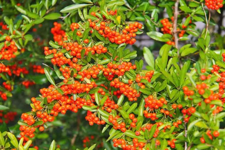 Winter Garden, Fall Garden, Early Spring Garden, Shrubs with berries, evergreen shrubs, Orange Berries, Orange Fruit, Pyracantha, Firethorn,