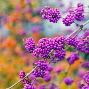 Winter Garden, Fall Garden, Early Spring Garden, Shrubs with berries, evergreen shrubs, Purple Berries, Purple Fruit, Callicarpa, Beautyberry, Beauty Berry, Purple Beautyberry