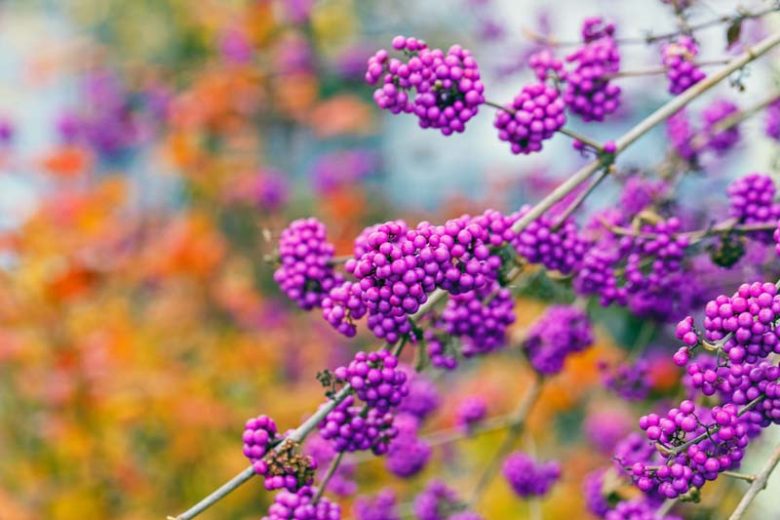 Winter Garden, Fall Garden, Early Spring Garden, Shrubs with berries, evergreen shrubs, Purple Berries, Purple Fruit, Callicarpa, Beautyberry, Beauty Berry, Purple Beautyberry