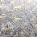 Winter Garden, Fall Garden, Early Spring Garden, Shrubs with berries, evergreen shrubs, White Berries, White Fruit, Cornus, Dogwood, Symphoricarpos, Snowberry, Callicarpa, Nandina