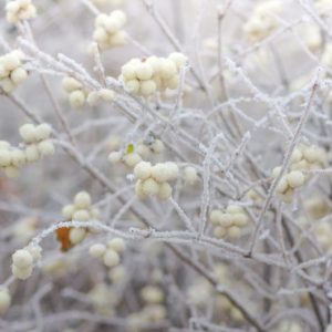 Winter Garden, Fall Garden, Early Spring Garden, Shrubs with berries, evergreen shrubs, White Berries, White Fruit, Cornus, Dogwood, Symphoricarpos, Snowberry, Callicarpa, Nandina