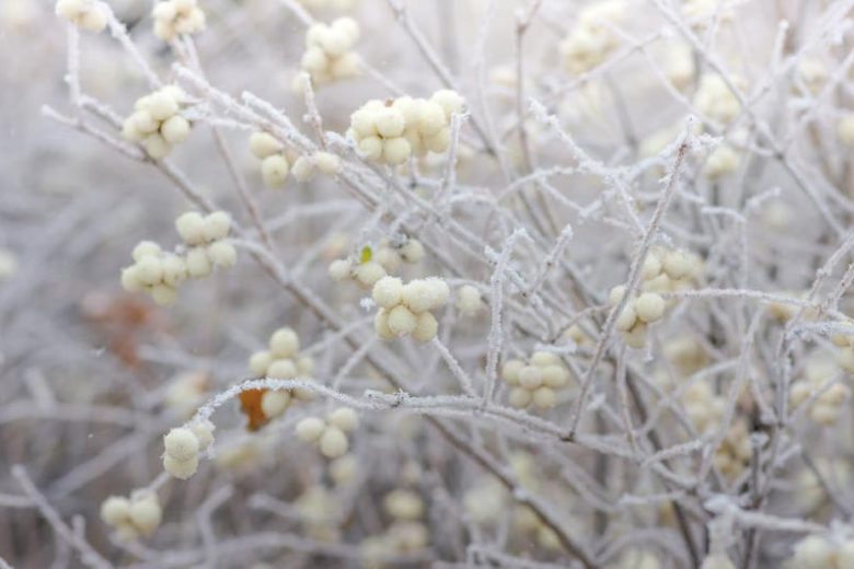 Winter Garden, Fall Garden, Early Spring Garden, Shrubs with berries, evergreen shrubs, White Berries, White Fruit, Cornus, Dogwood, Symphoricarpos, Snowberry, Callicarpa, Nandina
