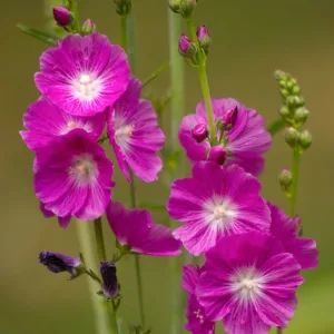 Sidalcea malviflora , Checker Bloom, Miniature Hollyhock, False Mallow, Purple flowers, Pink flowers