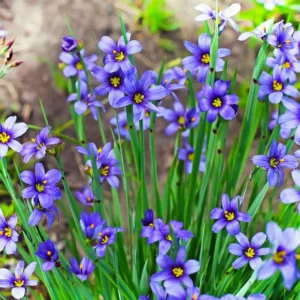 Sisyrinchium angustifolium, Blue-Eyed Grass, Grass Flower, Narrowleaf Blue-Eyed Grass, Narrow-Leaf Blue-Eyed-grass, Bermuda Blue-Eyed Grass, Sisyrinchium bermudiana, Sisyrinchium graminoides, perennial plants, long-lasting flowers, Blue Flowers, Ground Covers
