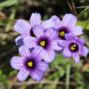 Sisyrinchium bellum, Blue-Eyed Grass, Western Blue-Eyed Grass, Californian Blue-Eyed Grass, Sisyrinchium idahoense var. bellum, perennial plants, long-lasting flowers, Blue Flowers, Ground Cover