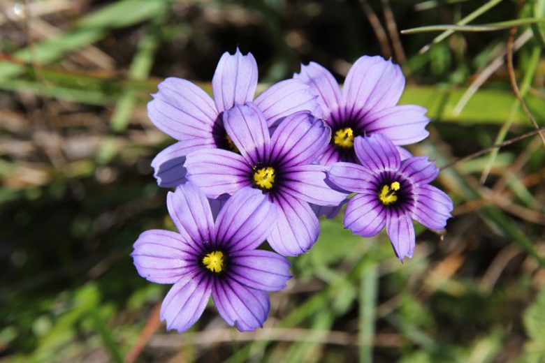 Sisyrinchium bellum, Blue-Eyed Grass, Western Blue-Eyed Grass, Californian Blue-Eyed Grass, Sisyrinchium idahoense var. bellum, perennial plants, long-lasting flowers, Blue Flowers, Ground Cover