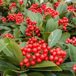 Skimmia Japonica, Japanese Skimmia, Evergreen Shrub, Fragrant Shrub, Red Berries, shrub with berries