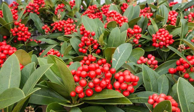 Skimmia Japonica, Japanese Skimmia, Evergreen Shrub, Fragrant Shrub, Red Berries, shrub with berries