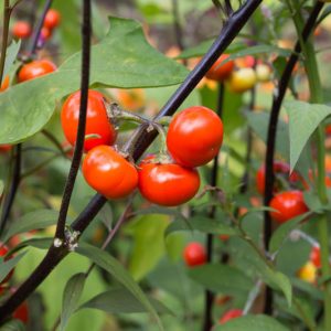 Solanum Integrifolium, Pumpkin on a Stick, Pumpkin Tree, Pumpkin Bush, Ornamental Eggplant, Mock Tomato, Japanese Golden Eyes, Chinese Scarlet Eggplant
