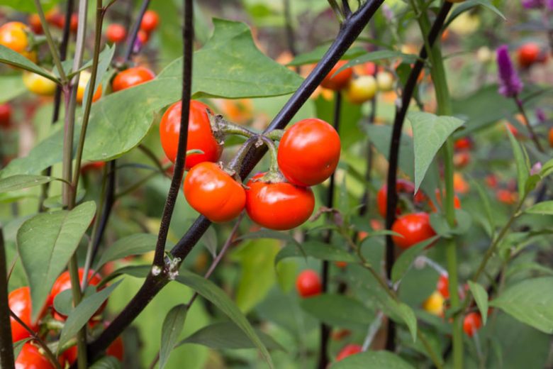 Solanum Integrifolium, Pumpkin on a Stick, Pumpkin Tree, Pumpkin Bush, Ornamental Eggplant, Mock Tomato, Japanese Golden Eyes, Chinese Scarlet Eggplant